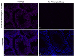 Rabbit IgG Fc Secondary Antibody in Immunohistochemistry (Paraffin) (IHC (P))