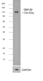 Rabbit IgG Fc Secondary Antibody in Western Blot (WB)