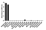 Rabbit IgG Fc Secondary Antibody