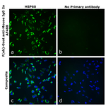 F(ab)-Goat anti-Mouse IgG2a Recombinant Secondary Antibody, Alexa Fluor™ 488