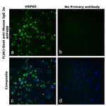 F(ab)-Goat anti-Mouse IgG2a Recombinant Secondary Antibody, Alexa Fluor™ Plus 488