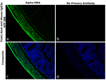 Mouse IgG2a Secondary Antibody in Immunohistochemistry (Paraffin) (IHC (P))