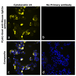 Mouse IgG2a Secondary Antibody in Immunocytochemistry (ICC/IF)