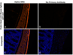 Mouse IgG2a Secondary Antibody in Immunohistochemistry (Paraffin) (IHC (P))