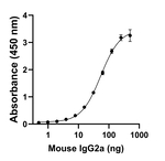 Mouse IgG2a Secondary Antibody in ELISA (ELISA)