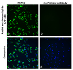 Rabbit anti-Mouse IgG2a Recombinant Secondary Antibody, Alexa Fluor™ Plus 488