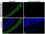 Mouse IgG2a Secondary Antibody in Immunohistochemistry (Paraffin) (IHC (P))