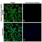 Rabbit anti-Mouse IgG2b Recombinant Secondary Antibody, Alexa Fluor™ Plus 488