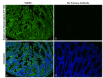 Mouse IgG2b Secondary Antibody in Immunohistochemistry (Paraffin) (IHC (P))