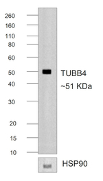 Mouse IgG2b Secondary Antibody in Western Blot (WB)