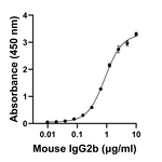 Mouse IgG2b Secondary Antibody in ELISA (ELISA)