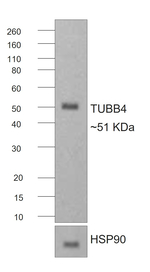 Mouse IgG2b Secondary Antibody in Western Blot (WB)