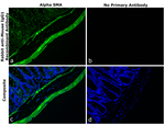 Mouse IgG1 Secondary Antibody in Immunohistochemistry (Paraffin) (IHC (P))