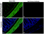Mouse IgG1 Secondary Antibody in Immunohistochemistry (Paraffin) (IHC (P))