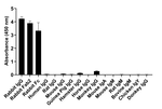 Rabbit IgG (H+L) Secondary Antibody