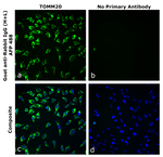 Goat anti-Rabbit IgG (H+L) Superclonal™ Secondary Antibody, Alexa Fluor™ Plus 488