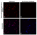 Goat anti-Rabbit IgG (H+L) Superclonal™ Secondary Antibody, Alexa Fluor™ Plus 647