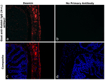 Rabbit IgG (H+L) Secondary Antibody in Immunohistochemistry (Paraffin) (IHC (P))