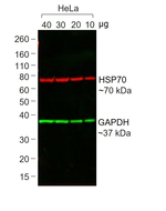 Rabbit IgG (H+L) Secondary Antibody in Western Blot (WB)