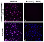 Goat anti-Rabbit IgG (H+L) Superclonal™ Secondary Antibody, Alexa Fluor™ Plus 680