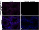 Rabbit IgG (H+L) Secondary Antibody in Immunohistochemistry (Paraffin) (IHC (P))