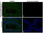 Rabbit IgG (H+L) Secondary Antibody in Immunohistochemistry (Paraffin) (IHC (P))