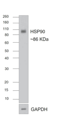 Rabbit IgG (H+L) Secondary Antibody in Western Blot (WB)