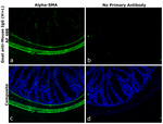 Mouse IgG (H+L) Secondary Antibody in Immunohistochemistry (Paraffin) (IHC (P))