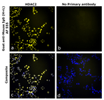 Goat anti-Mouse IgG (H+L) Superclonal™ Secondary Antibody, Alexa Fluor™ 555