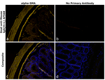 Mouse IgG (H+L) Secondary Antibody in Immunohistochemistry (Paraffin) (IHC (P))