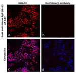 Mouse IgG (H+L) Secondary Antibody in Immunocytochemistry (ICC/IF)