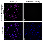 Goat anti-Mouse IgG (H+L) Superclonal™ Secondary Antibody, Alexa Fluor™ 680