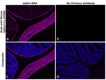 Mouse IgG (H+L) Secondary Antibody in Immunohistochemistry (Paraffin) (IHC (P))