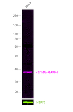 Mouse IgG (H+L) Secondary Antibody in Western Blot (WB)