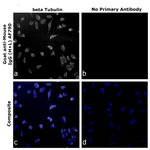 Goat anti-Mouse IgG (H+L) Superclonal™ Secondary Antibody, Alexa Fluor™ 790