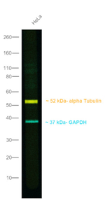 Mouse IgG (H+L) Secondary Antibody in Western Blot (WB)
