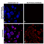 Goat anti-Mouse IgG (H+L) Superclonal™ Secondary Antibody, Alexa Fluor™ Plus 405