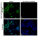 Mouse IgG (H+L) Secondary Antibody in Immunocytochemistry (ICC/IF)