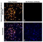 Goat anti-Mouse IgG (H+L) Superclonal™ Secondary Antibody, Alexa Fluor™ Plus 594