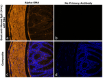 Mouse IgG (H+L) Secondary Antibody in Immunohistochemistry (Paraffin) (IHC (P))