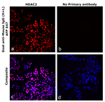 Goat anti-Mouse IgG (H+L) Superclonal™ Secondary Antibody, Alexa Fluor™ Plus 647