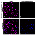 Goat anti-Mouse IgG (H+L) Superclonal™ Secondary Antibody, Alexa Fluor™ Plus 680