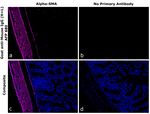 Mouse IgG (H+L) Secondary Antibody in Immunohistochemistry (Paraffin) (IHC (P))