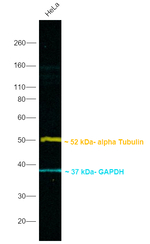 Mouse IgG (H+L) Secondary Antibody in Western Blot (WB)