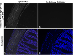 Mouse IgG (H+L) Secondary Antibody in Immunohistochemistry (Paraffin) (IHC (P))