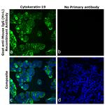 Mouse IgG (H+L) Secondary Antibody in Immunocytochemistry (ICC/IF)