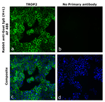 Goat IgG (H+L) Secondary Antibody in Immunocytochemistry (ICC/IF)