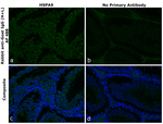 Goat IgG (H+L) Secondary Antibody in Immunohistochemistry (Paraffin) (IHC (P))