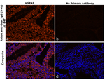 Goat IgG (H+L) Secondary Antibody in Immunohistochemistry (Paraffin) (IHC (P))