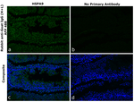 Goat IgG (H+L) Secondary Antibody in Immunohistochemistry (Paraffin) (IHC (P))